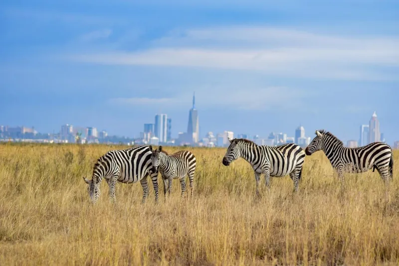 Zebras grazing in golden grass at Nairobi National Park with the Nairobi skyline behind